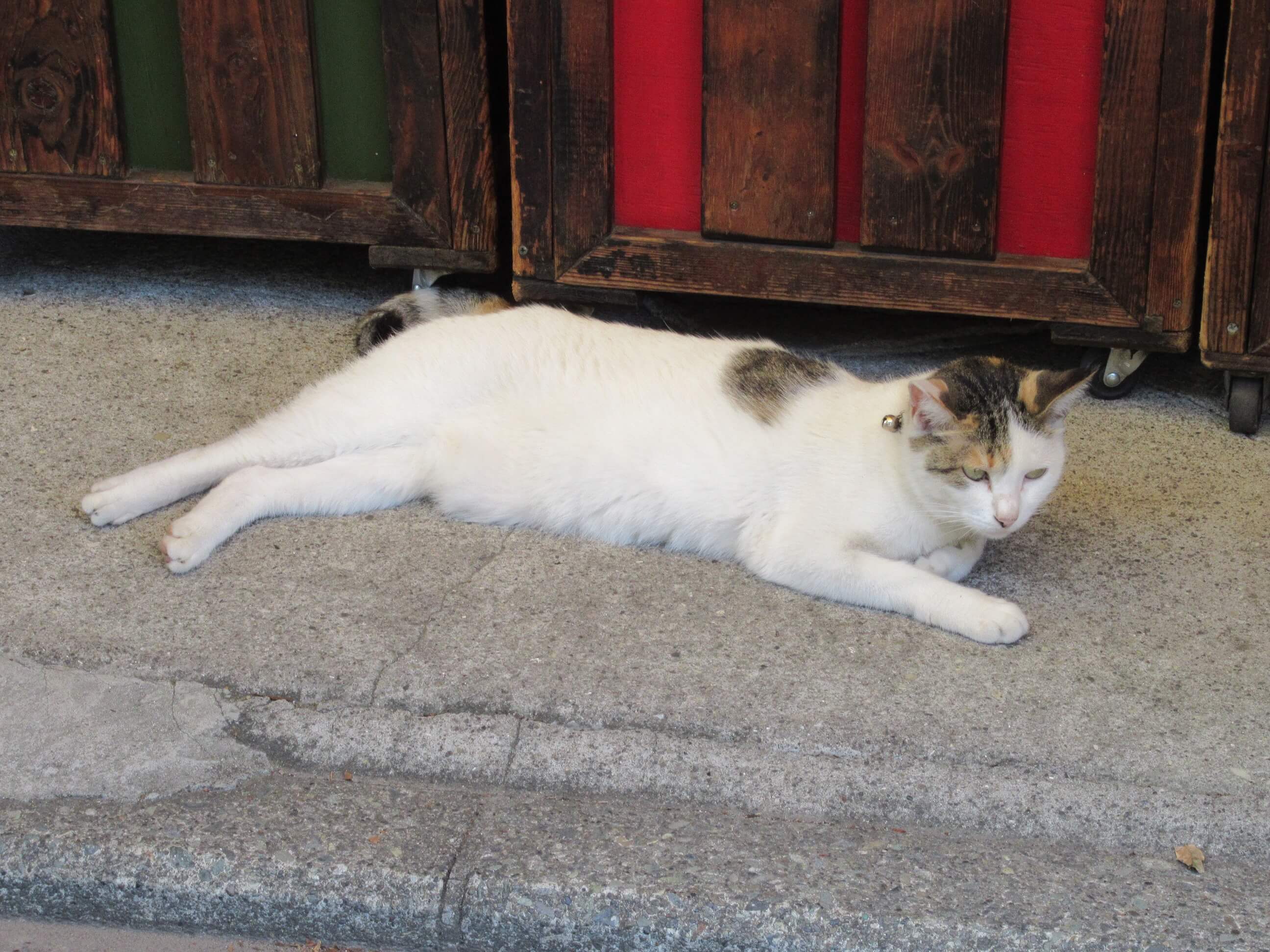 Cat・near Sankeien Garden