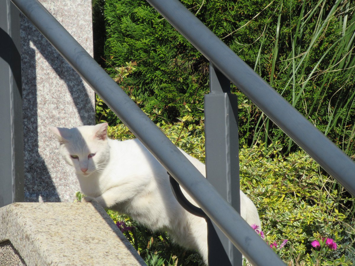 Cat・Near Harbor View Park (Minato-no-Mieru Oka Koen)