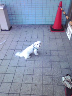 Dog in Yokahama-2