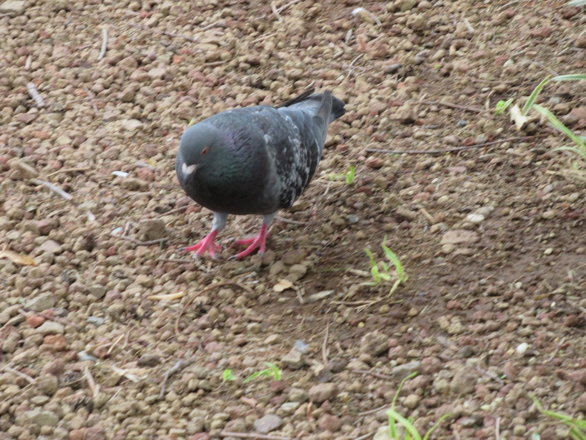 Pigeon・MM21