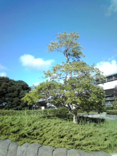 海の公園横浜青空と木