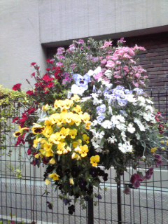 横浜の街角の花壇5