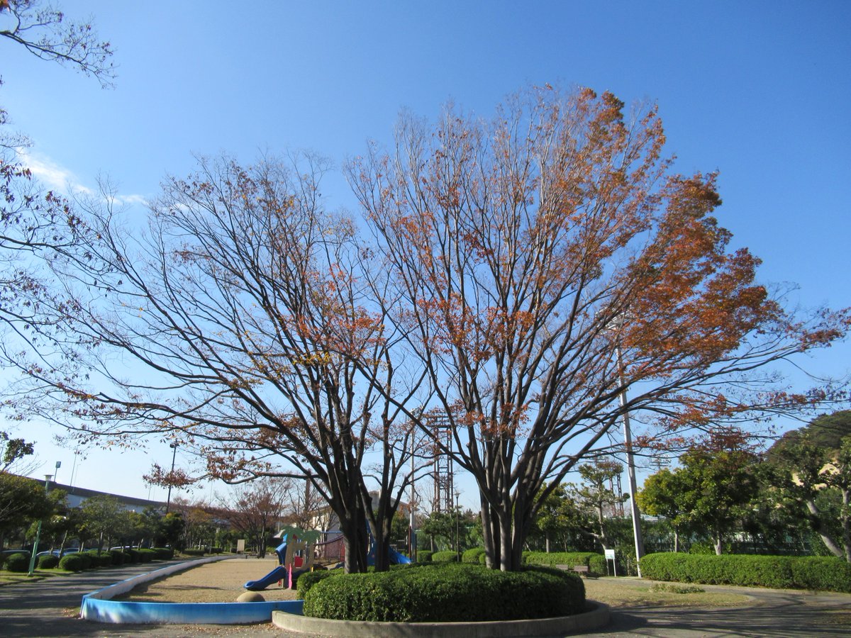 Honmoku City (Honmokushimin) Park・Autumn leaves