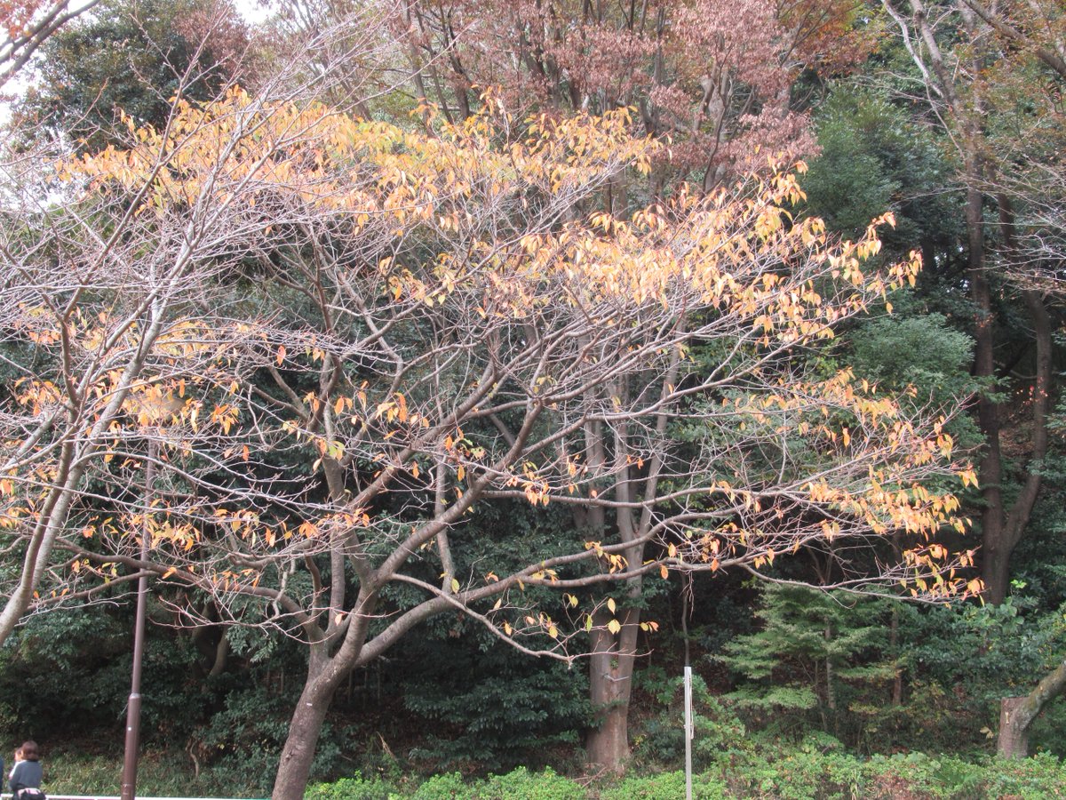 Mitsuike Park・Near North Gate・Autumn leaves2