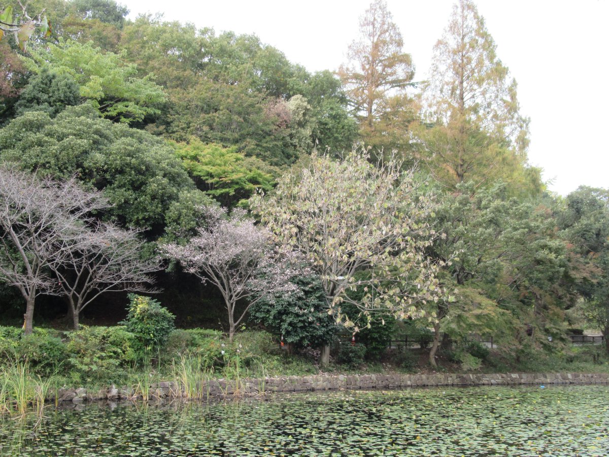 Kaminoike(Upper pond)・Autumn leaves1