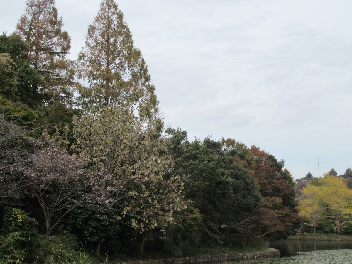 Kaminoike(Upper pond)・Autumn leaves2