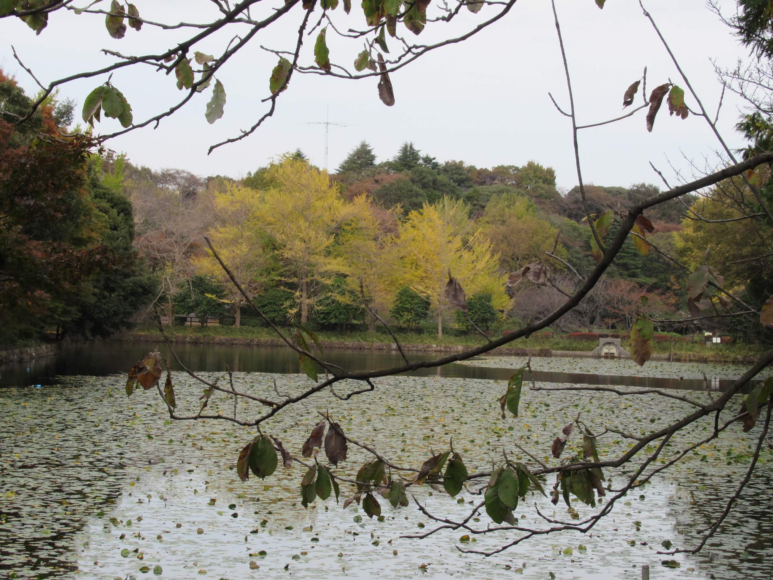 Kaminoike(Upper pond)・Autumn leaves3