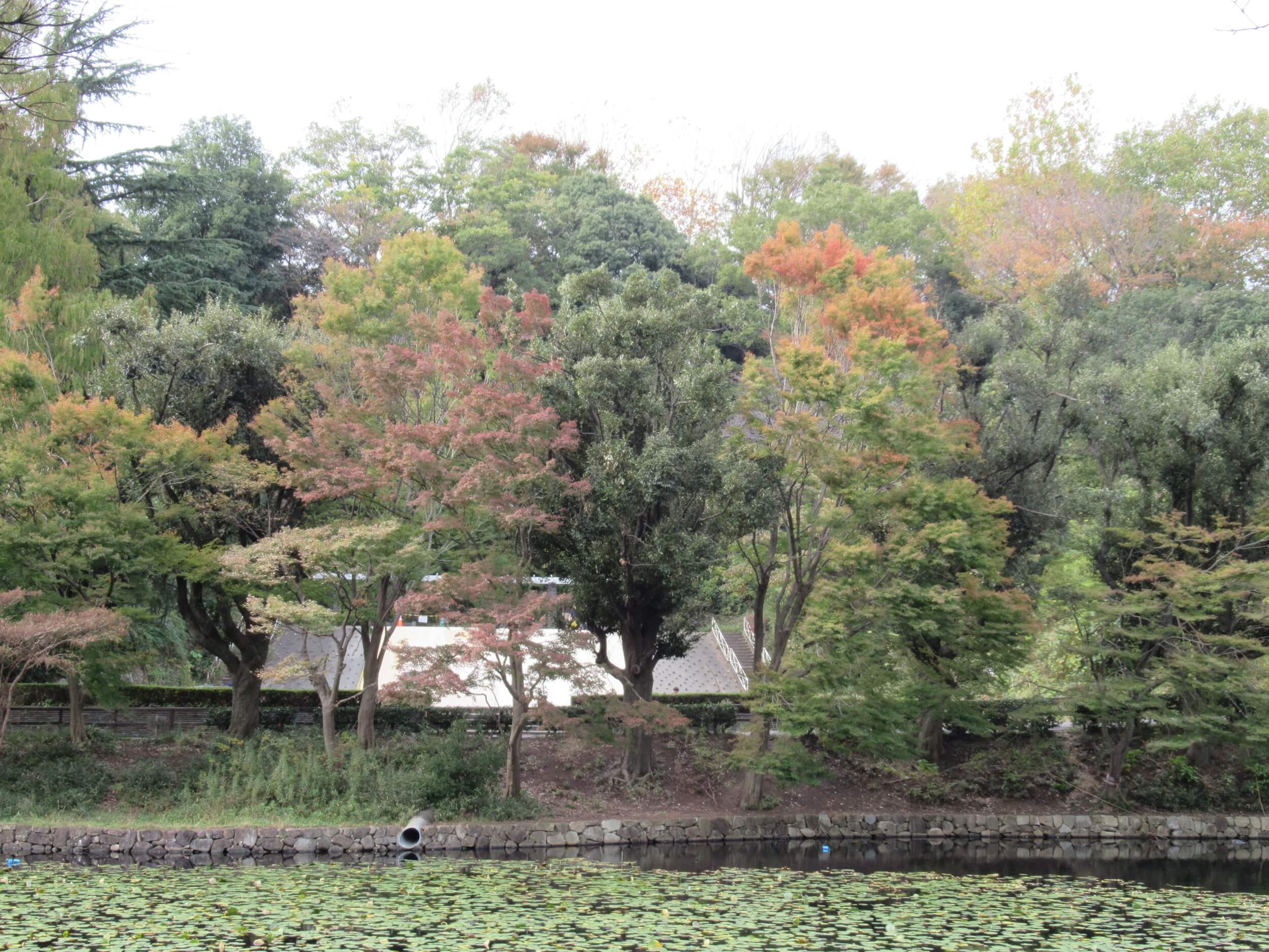 Kaminoike(Upper pond)・Autumn leaves4
