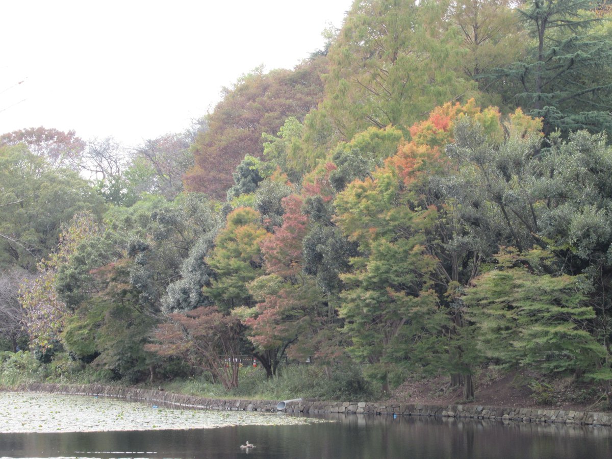 Nakanoike(Middle pond)・Autumn leaves1
