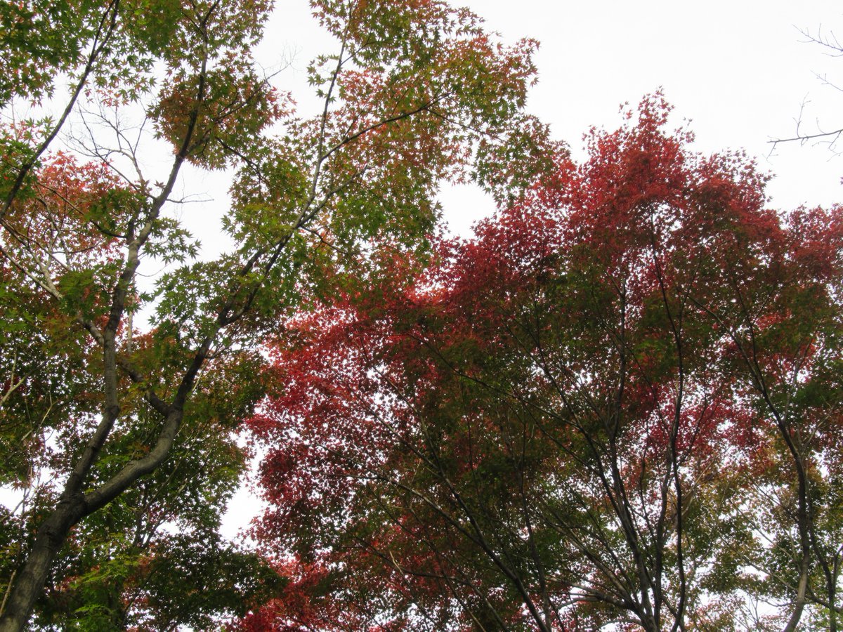 Nakanoike(Middle pond)・Autumn leaves2