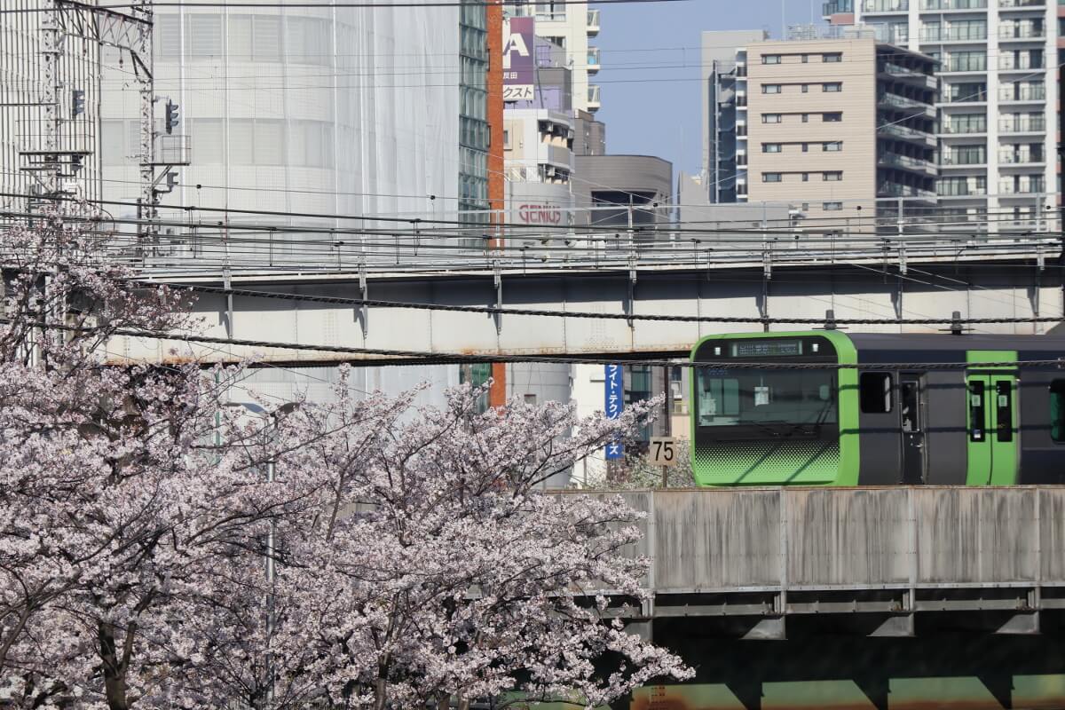 Cherry Blossoms and Yamanote Line,E235