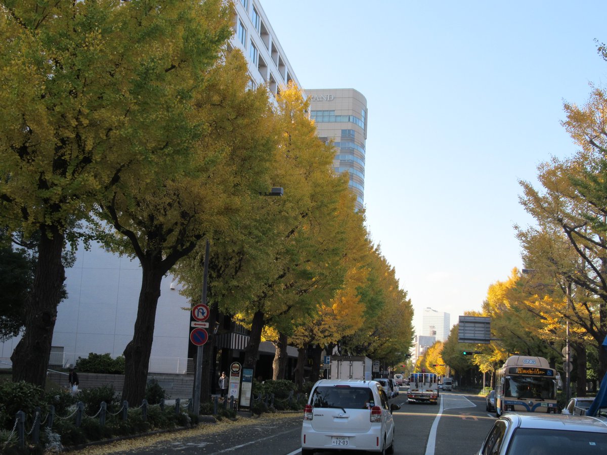Yamashita Park ・Autumn leaves