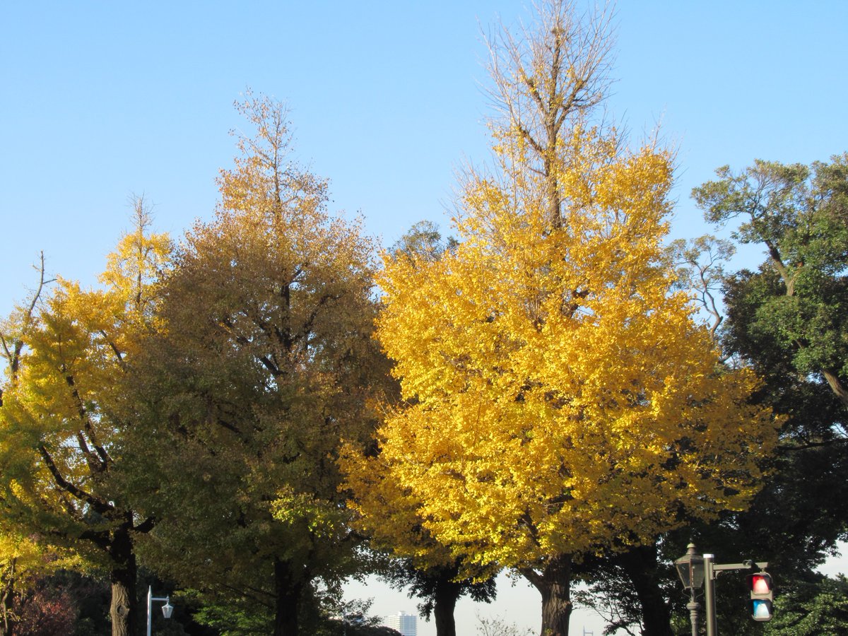 Yamashita Park street・Autumn leaves2