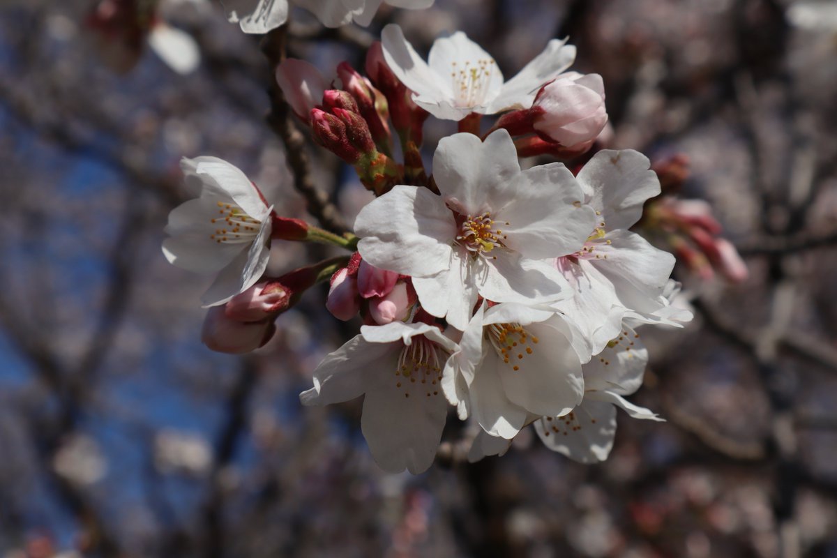 Negishi Forest Park・Cherry blossoms-7