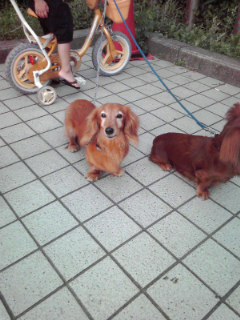 横浜の犬