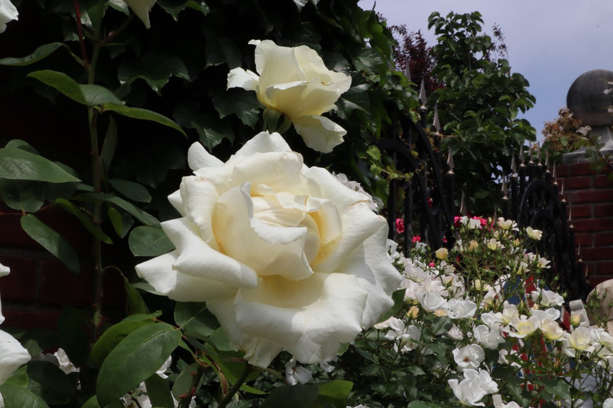 Yokohama English Garden・roses-1