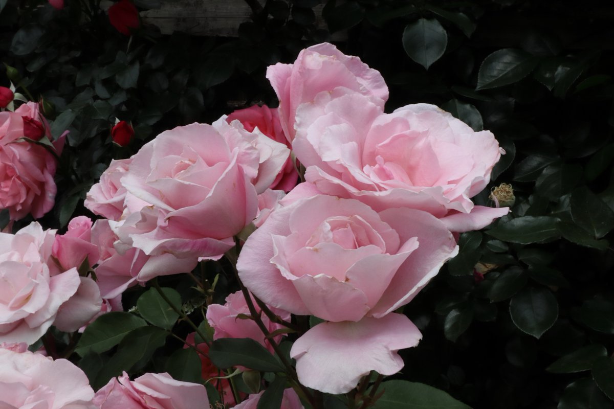Yokohama English Garden・roses-2