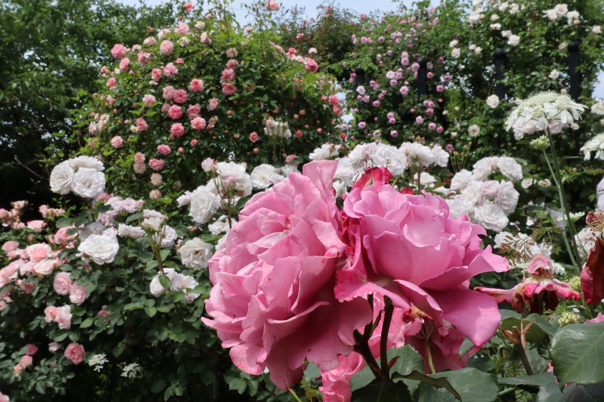 Yokohama English Garden・roses-3