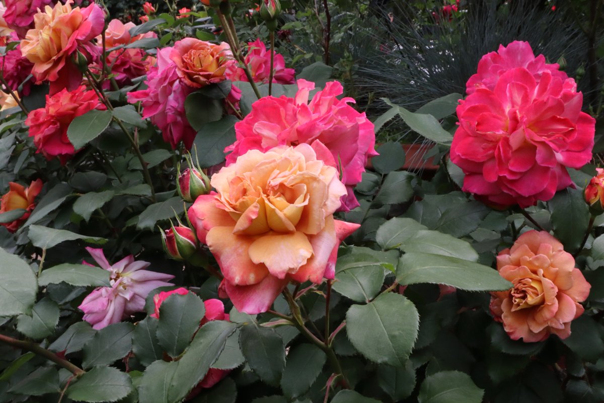 Yokohama English Garden・roses-4