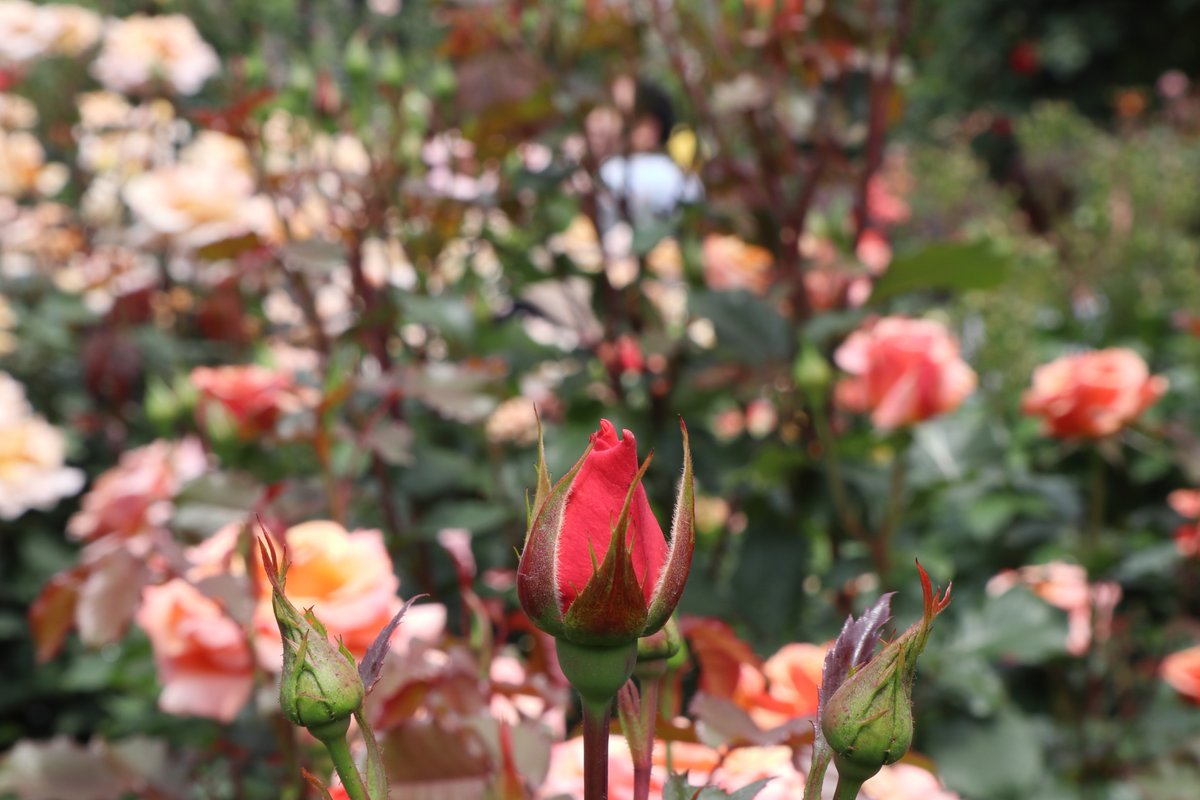 Yokohama English Garden・roses-5