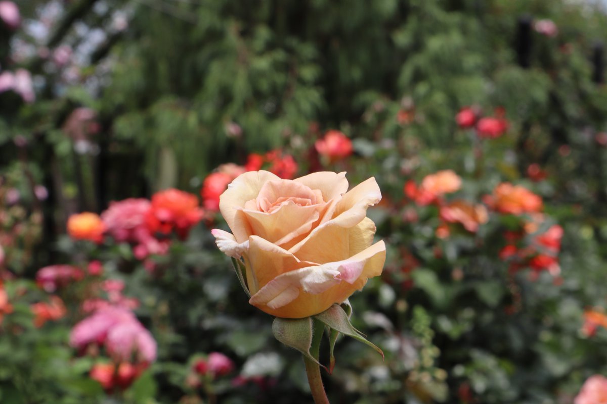 Yokohama English Garden・roses-6