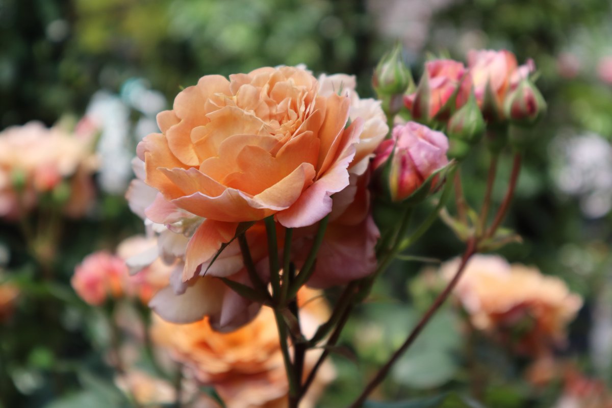 Yokohama English Garden・roses-8