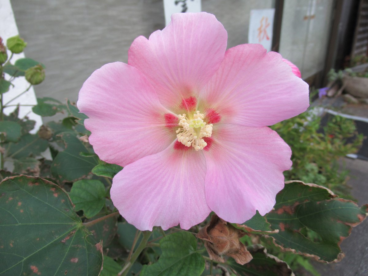 横浜で撮影した花4