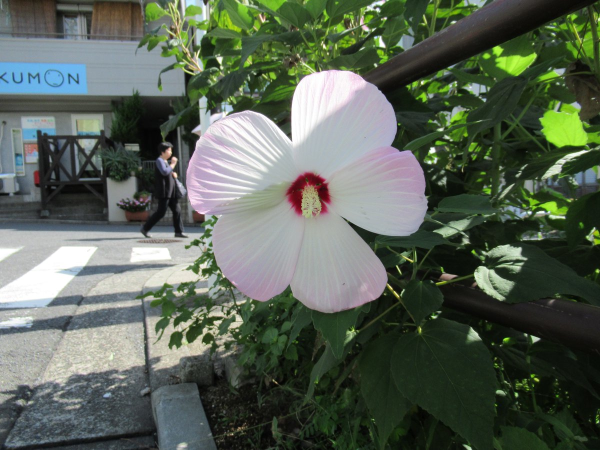 横浜で撮影した花16