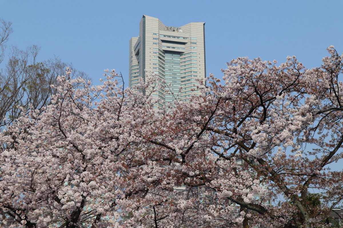 Kamonyama Park・Cherry Blossoms-2