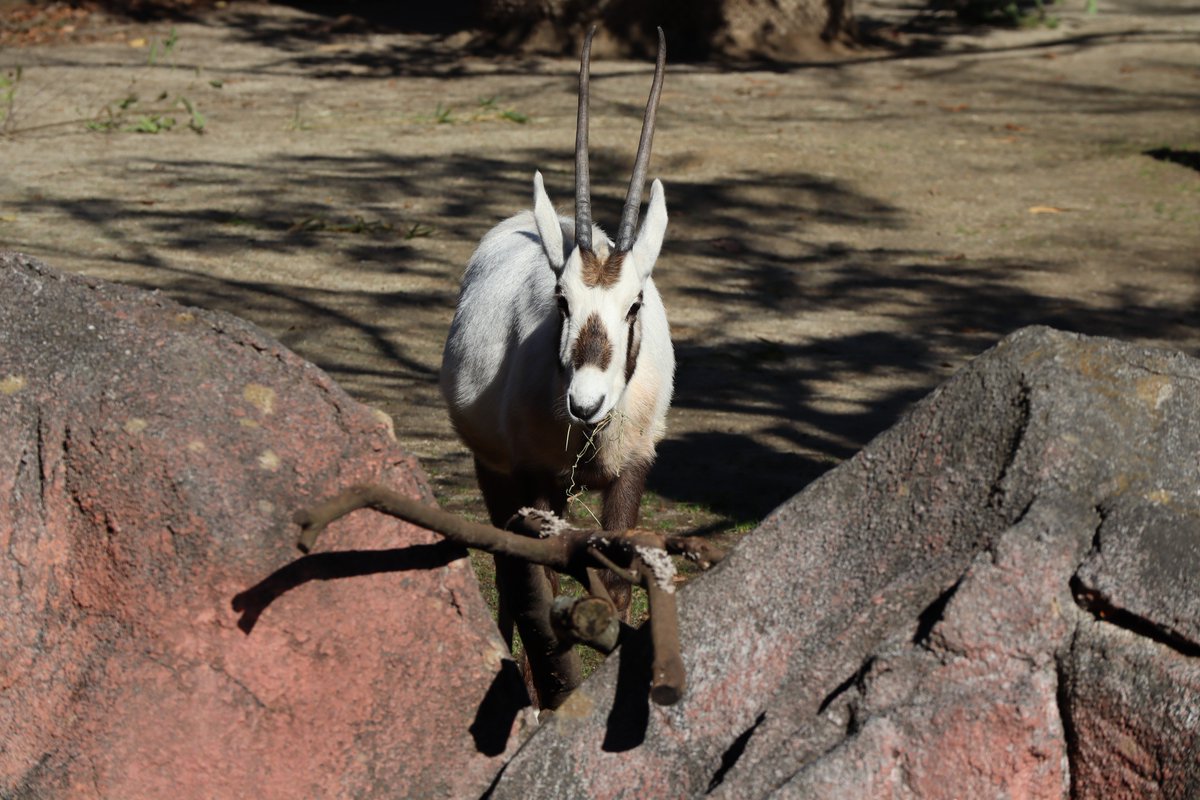 Kanazawa Zoo・Arabian Oryx
