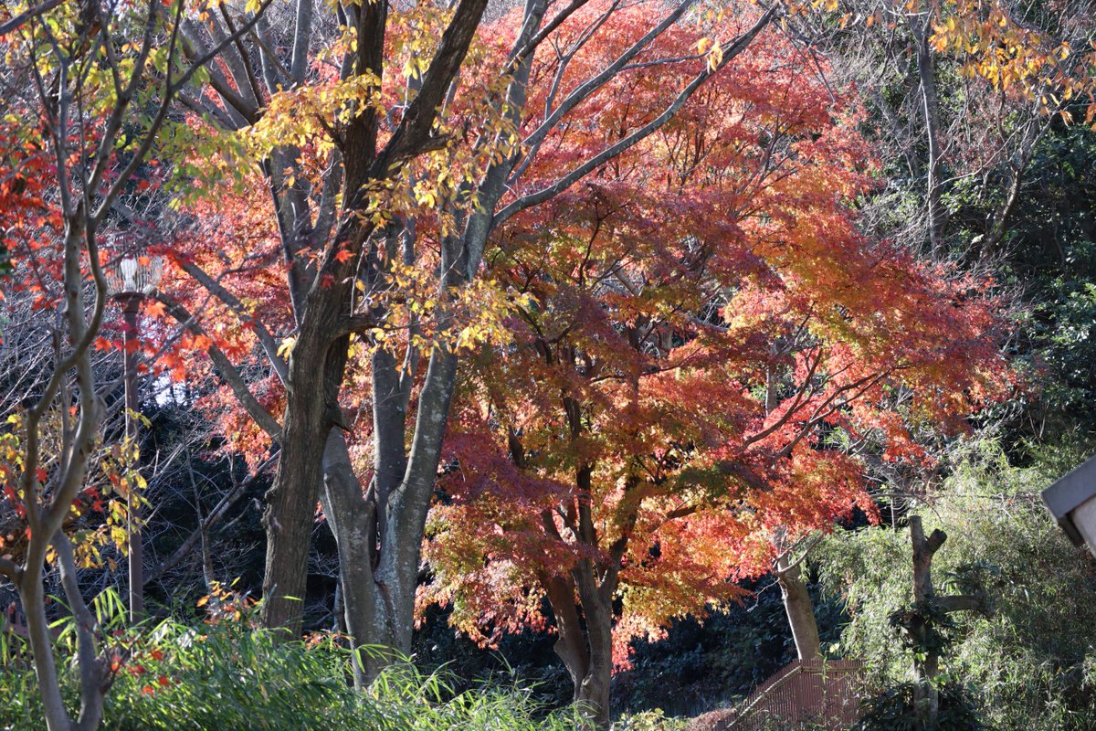 Kanazawa Zoo・Autumn Leaves-2