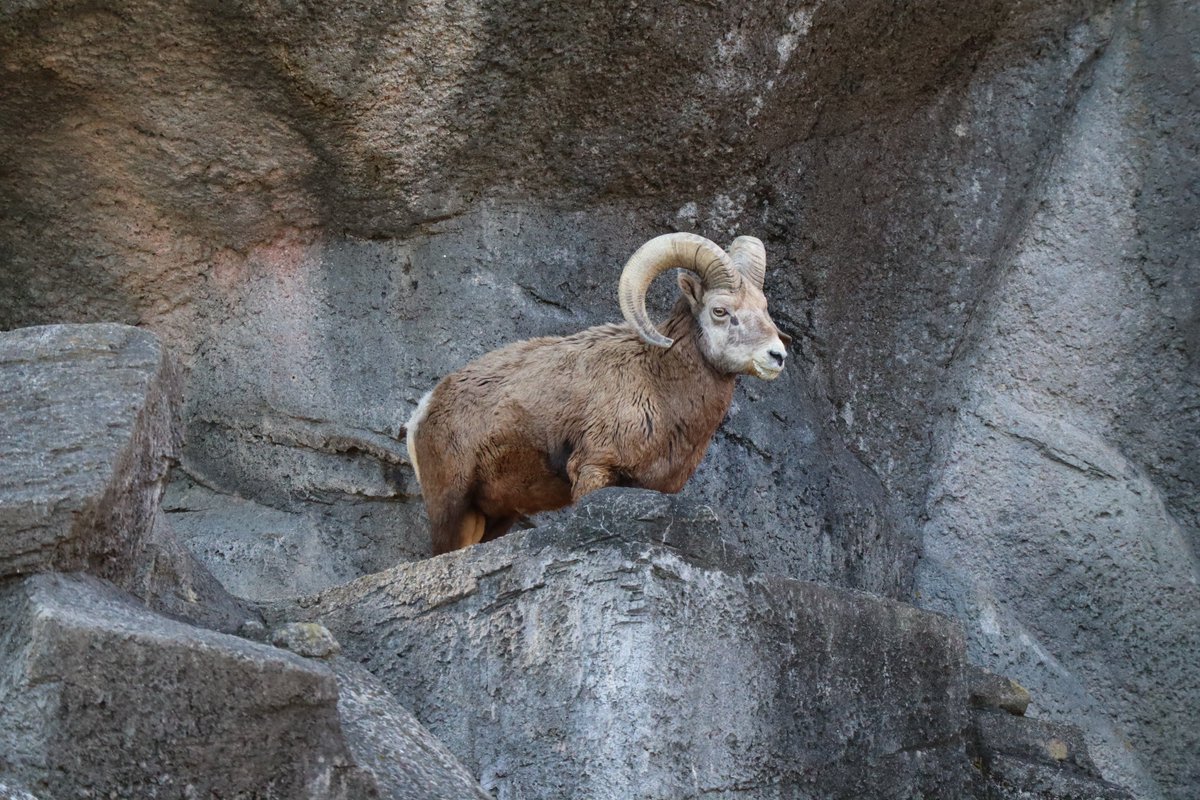Kanazawa Zoo・Bighorn Sheep