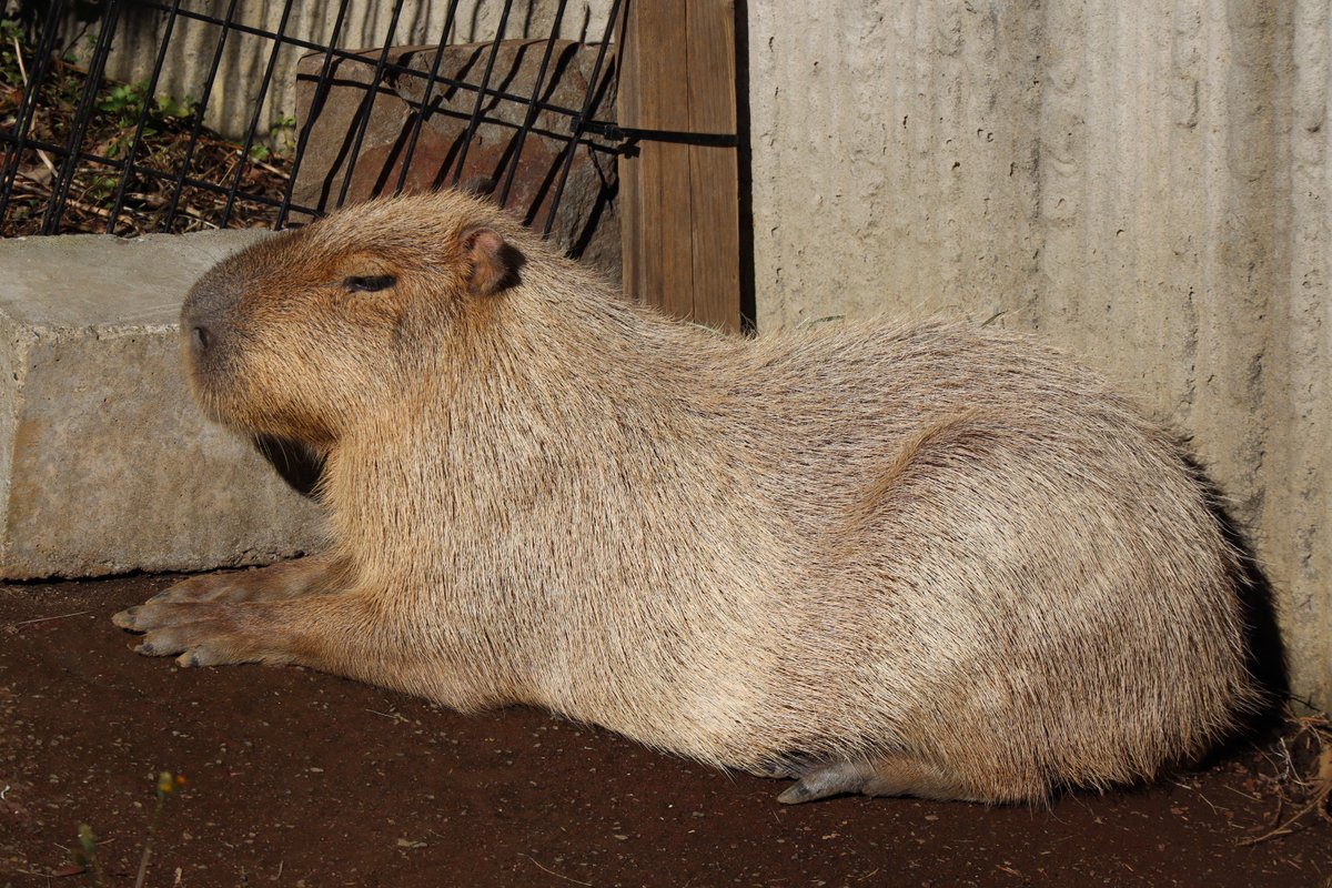 Kanazawa Zoo・Capybara