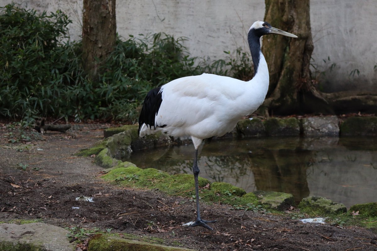 Kanazawa Zoo・Japanese Crane