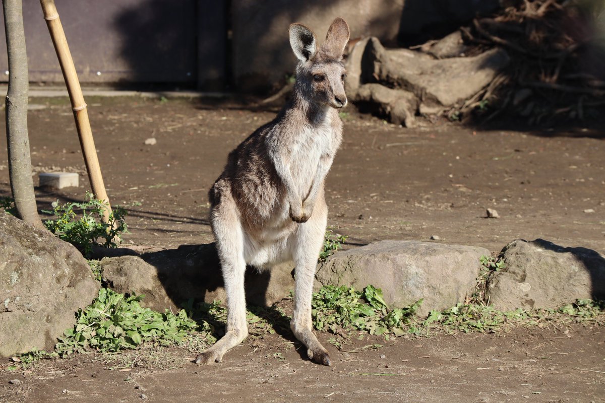Kanazawa Zoo・Kangaroo