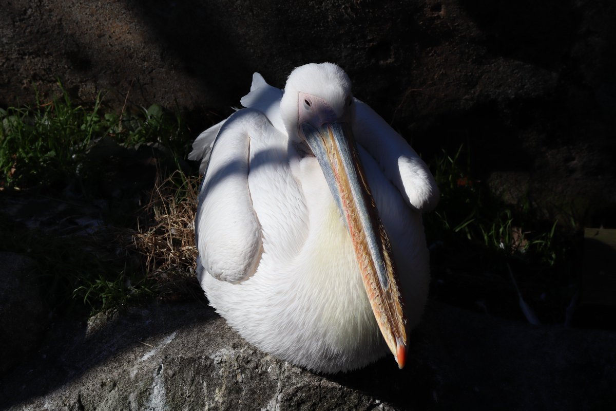 Kanazawa Zoo・Momoiro Pelicans