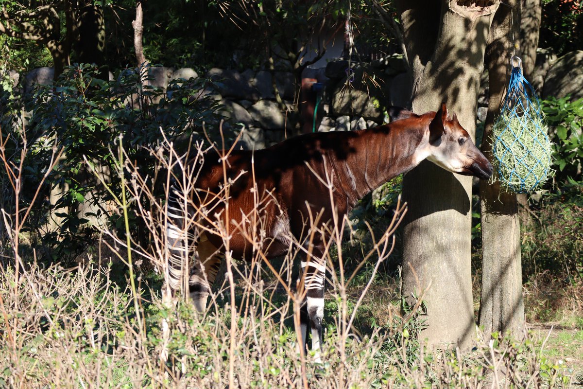 Kanazawa Zoo・Okapi