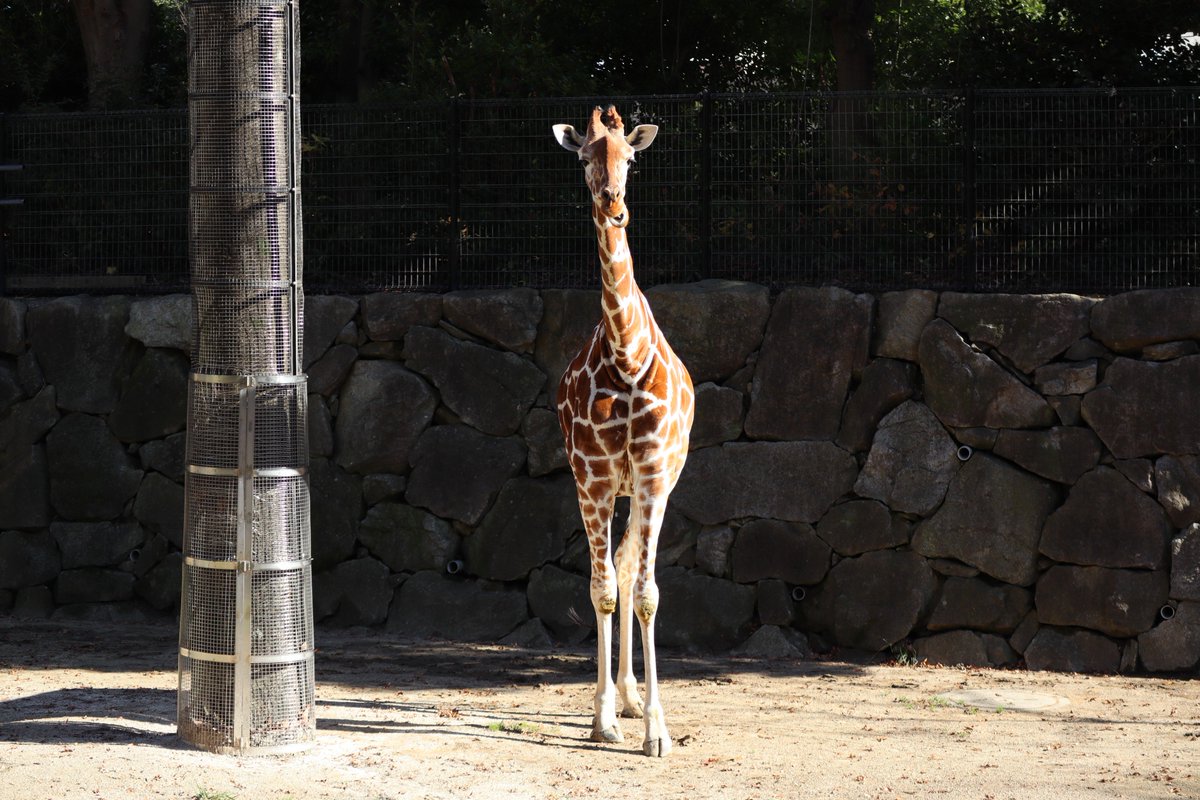 Kanazawa Zoo・Reticulated Giraffe