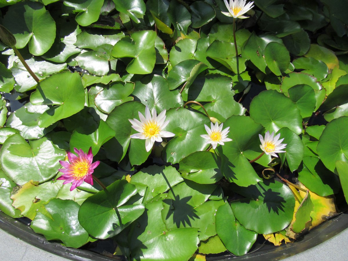 Yokohama Museum of Art・Water lily pond-2