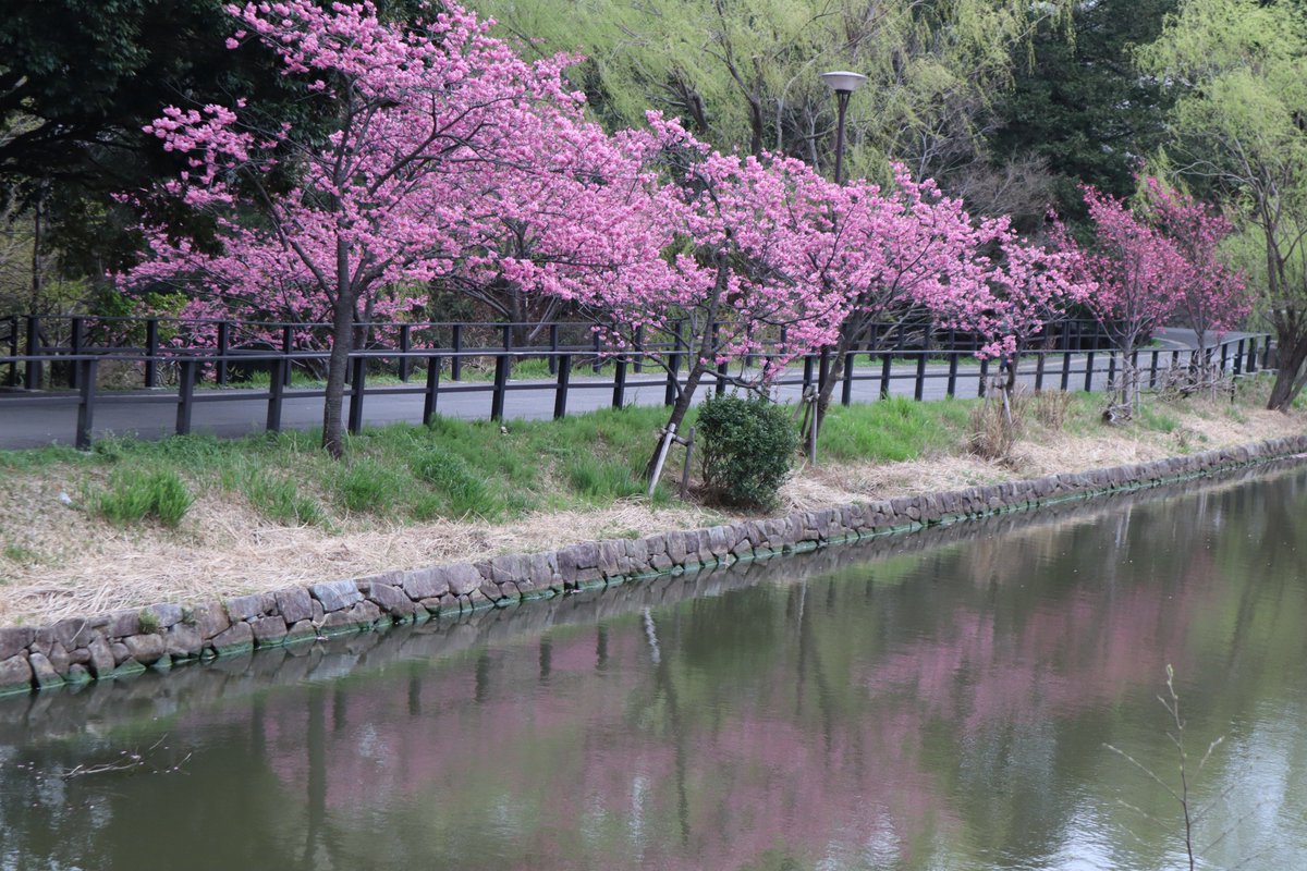 三ツ池公園・上の池・桜-2