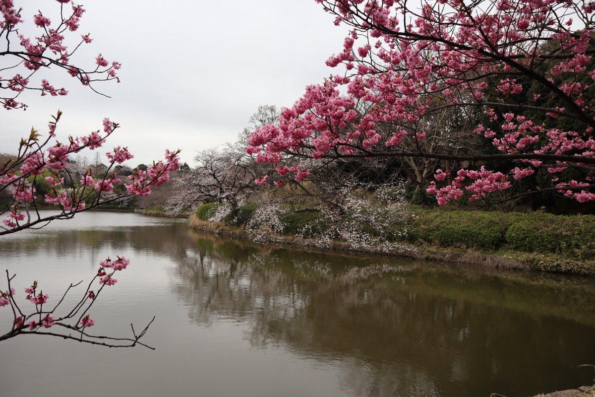 三ツ池公園・中の池・桜