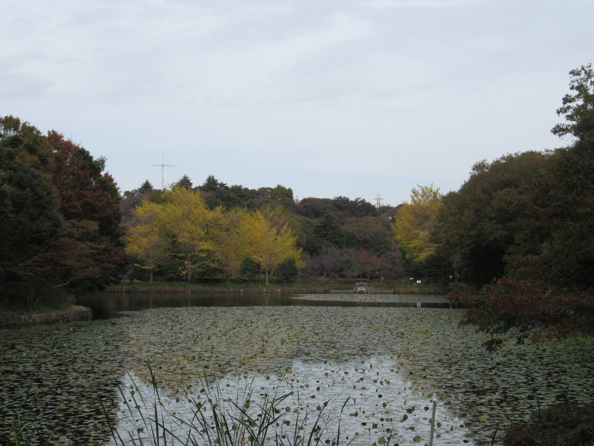 三ツ池公園・上の池・全景紅葉