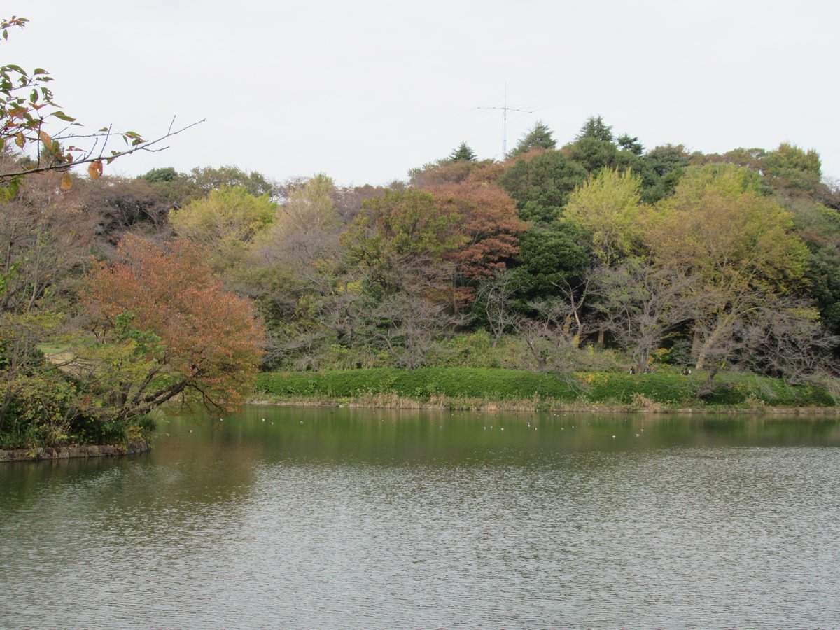 三ツ池公園・中の池・全景紅葉