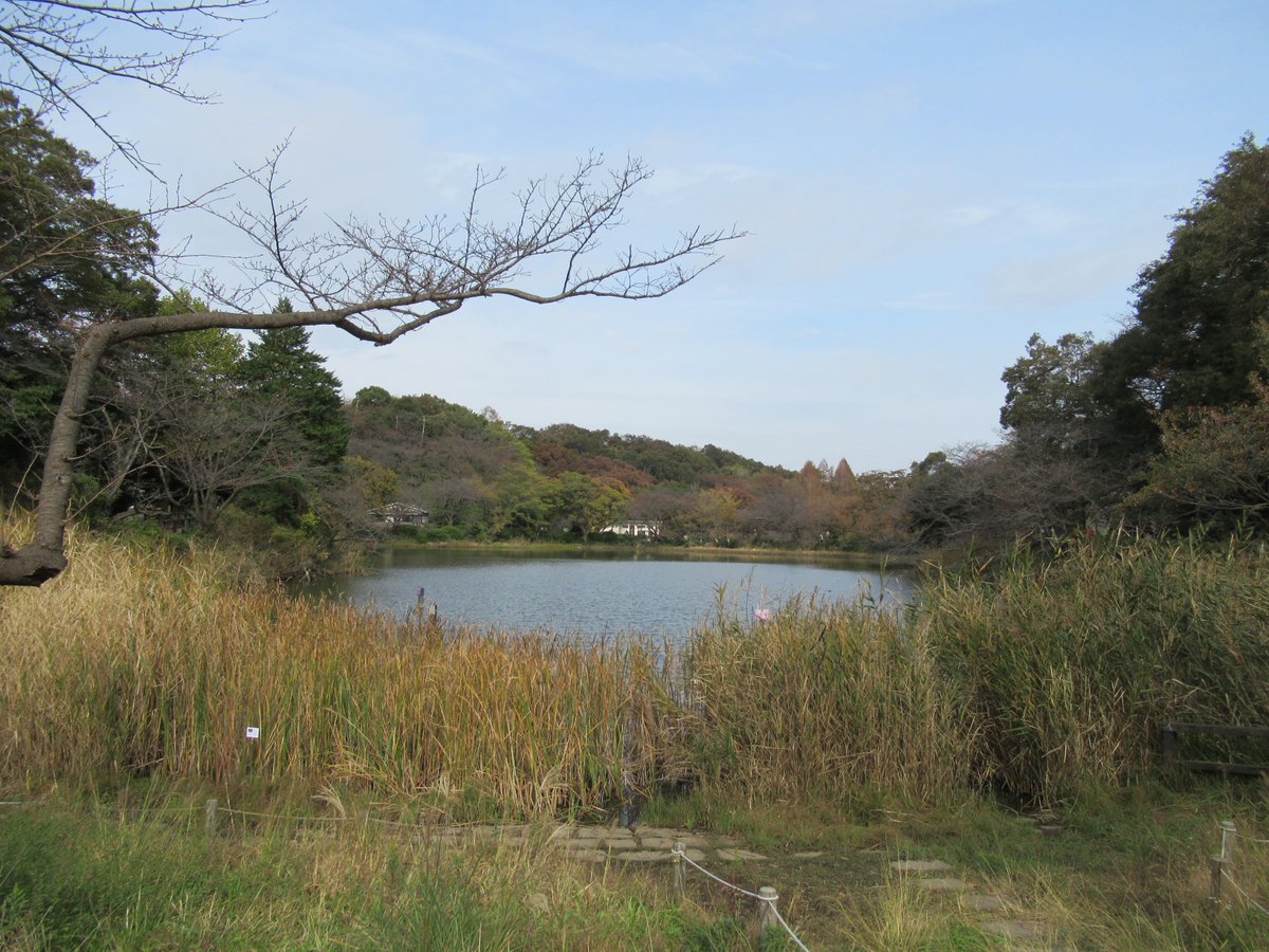 三ツ池公園・下の池・全景紅葉