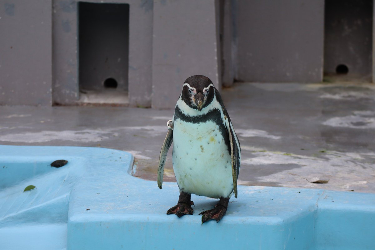 野毛山動物園・ペンギン