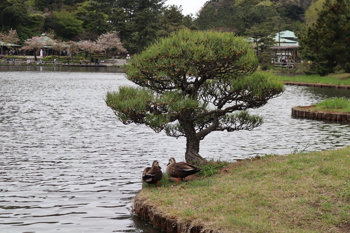 Yokohama Sankei Garden・Duck