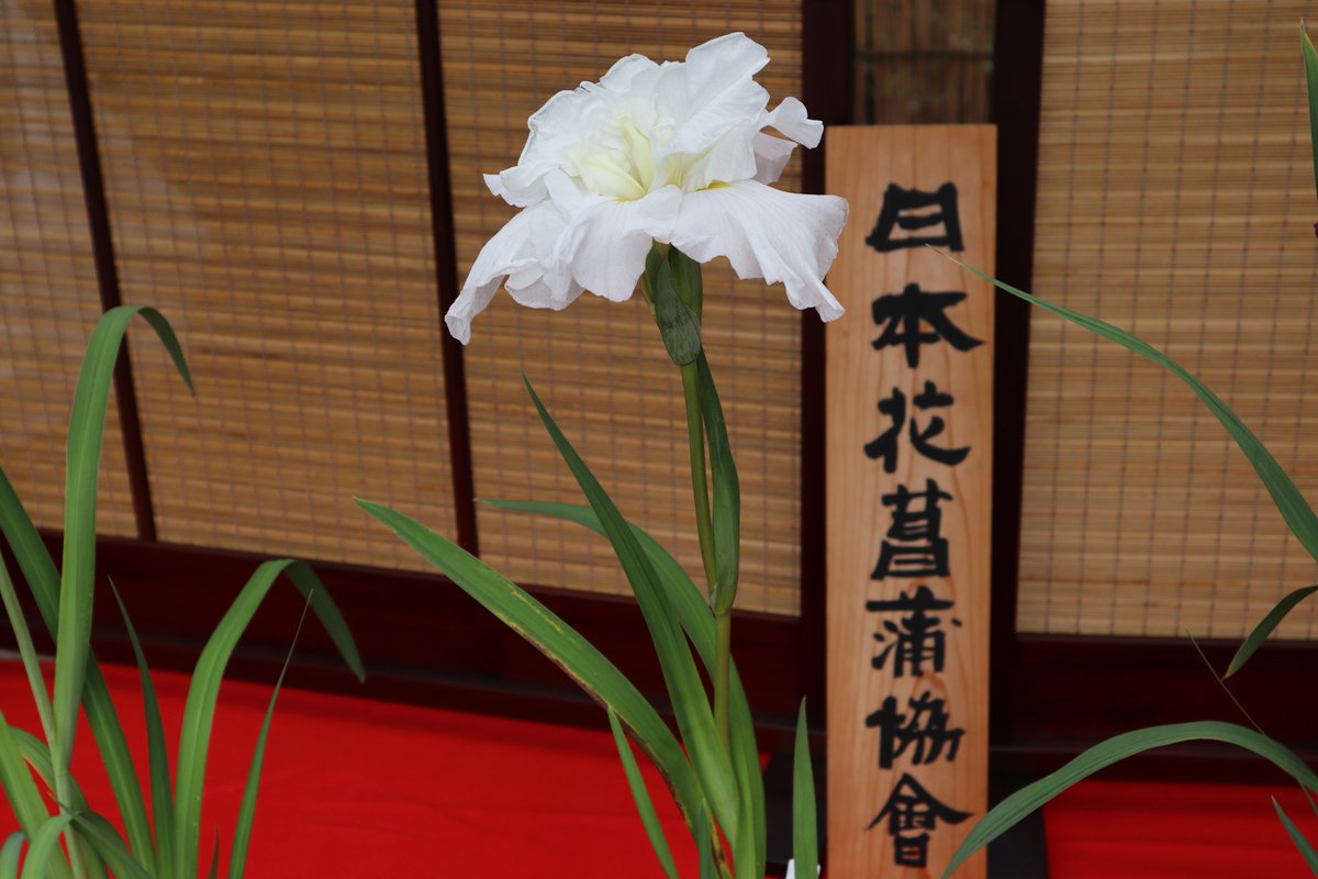 Sankeien Garden/Yokohama・Iris Exhibition-2