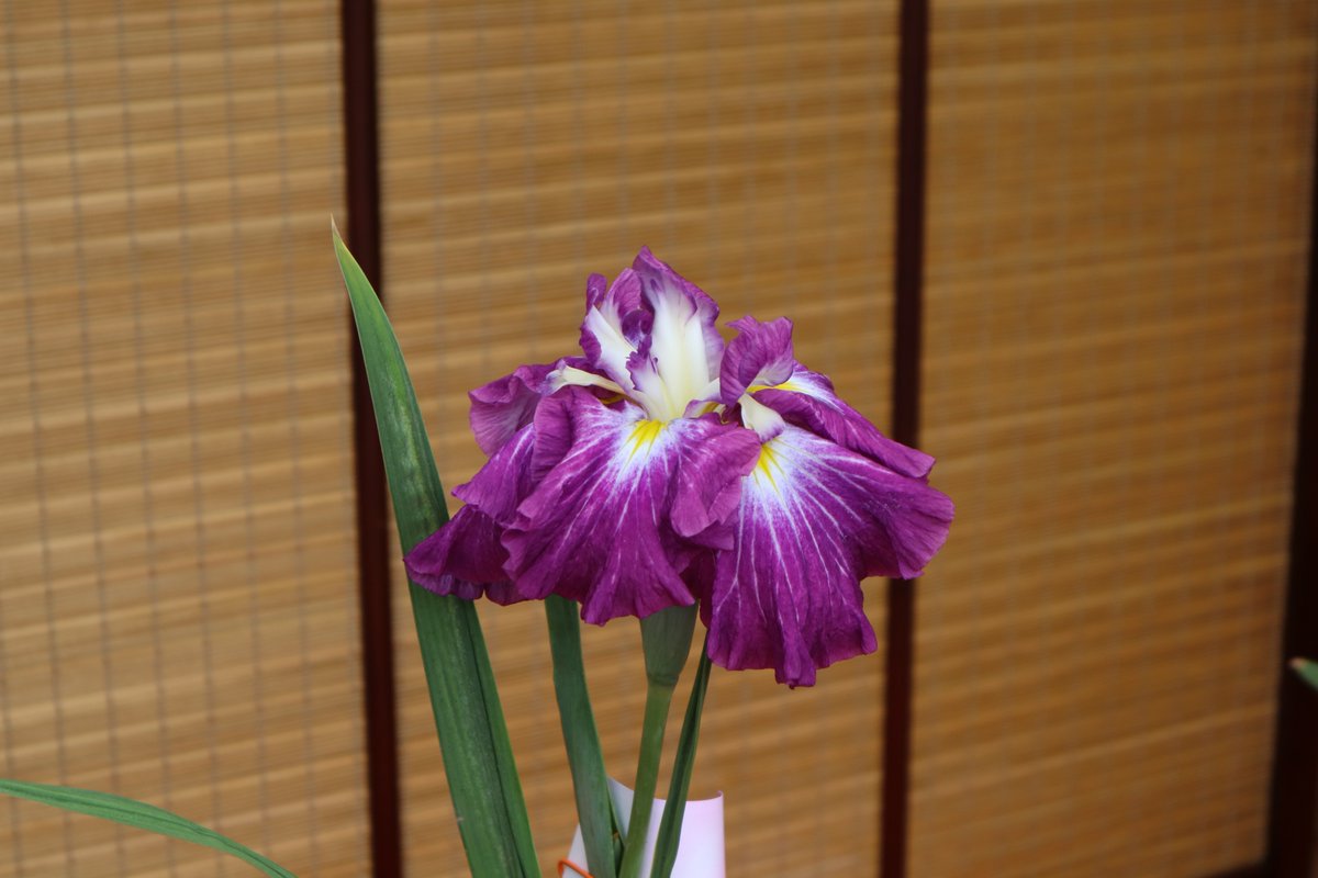 Sankeien Garden/Yokohama・Iris Exhibition-3