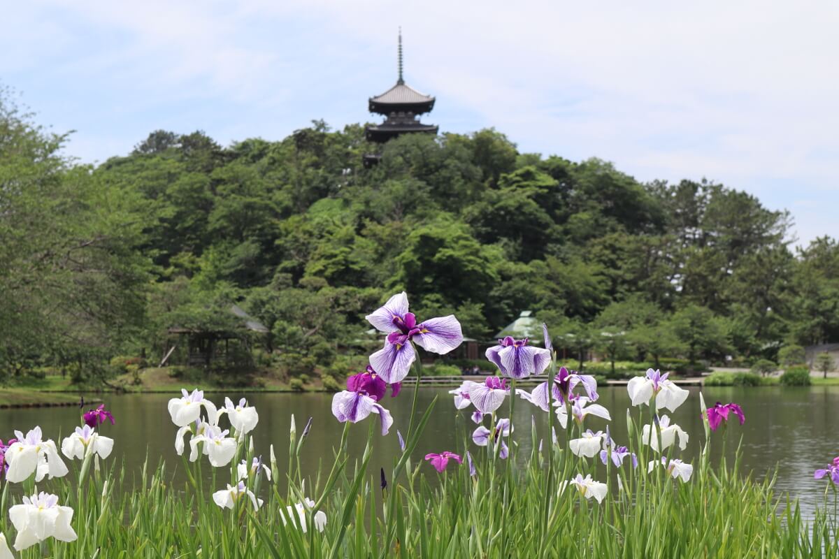 Sankeien Garden/Yokohama・Iris-1
