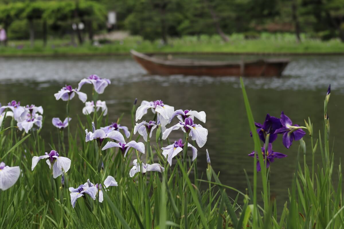 Sankeien Garden/Yokohama・Iris-2